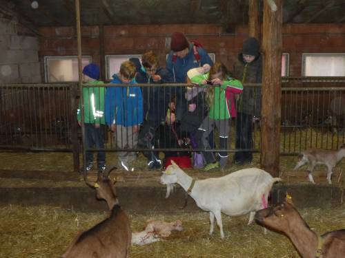 Ziegenalm - Freizeit fuer sehbehinderte Kinder - im Stall